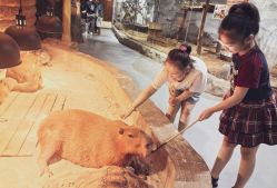 -Zoolung Zoolung动物主题公园(海信广场店)