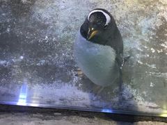 -芜湖新华联大白鲸海洋公园