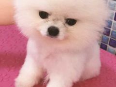 -芭比堂动物医院·犬猫全科·异宠专科(雁塔分院)