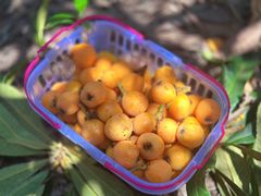 -塘栖枇杷特色园区