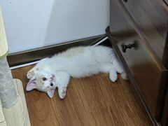 -lincat·猫舍(广州店)