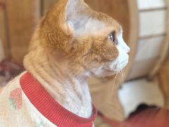 -和它·交个朋友·狗咖猫咖(爱琴海店)