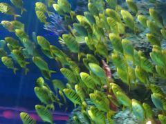 -芜湖新华联大白鲸海洋公园