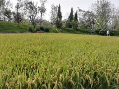 -武清南湖绿博园