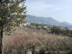 -香雪海