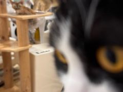 -有喵·猫咖·狗咖·30几只猫10只小狗(岗厦店)