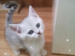 -钦宠·猫咪售卖·洗护·寄养(东圃旗舰店)