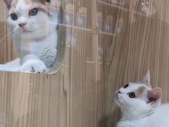 -屋虎猫馆(宝安大仟里店)