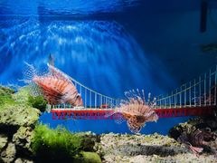 -太平洋海底世界