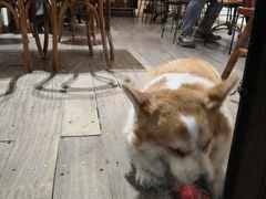 -肥朵食堂(带梦胡同店)