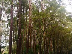 -南国桃园旅游度假区