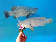 -广东惠东海龟国家级自然保护区