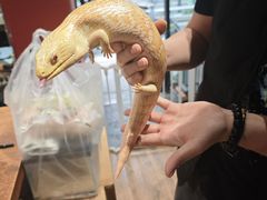 -酷以爬仙阁实体爬宠店·守宫·蜥蜴·专业繁育