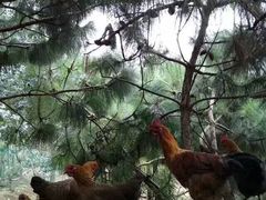 -山人野生菌餐厅