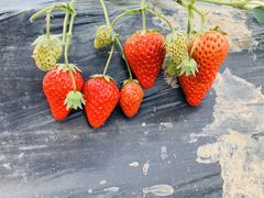 -恒绿农产品草莓采摘园