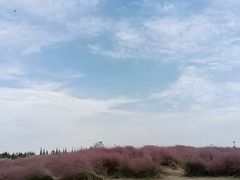-上海滨江森林公园