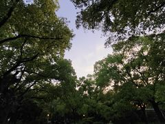 -嘉定紫藤园