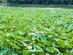-荔湾湖公园