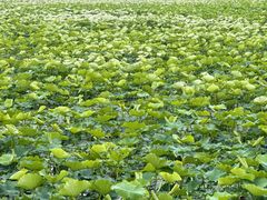 -重元寺香积厨素斋馆