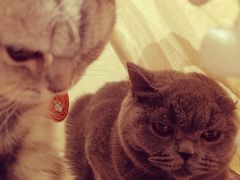 -猫友咖啡店(玉林西路店)