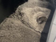 -博特宠物医院24h犬猫全科.骨科·异宠