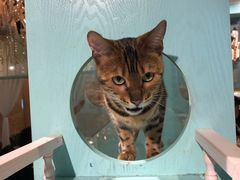-猫小院猫主题餐厅(三里屯店)