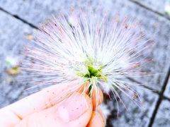 -莉莲蛋挞(中环百联店)