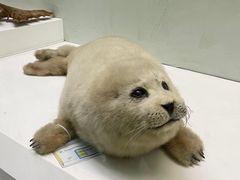 -国家自然博物馆