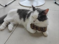 -怪兽屋·羊驼·猫咖·狗咖(俊华广场店)