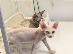 -翊宠yipet猫狗购宠庄园犬舍•猫舍