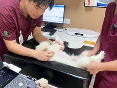 -瑞派康怡24h宠物医院·犬猫医疗中心·微创绝育(瑞景分院)