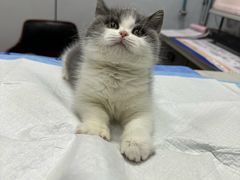 -pd派德宠物中心医院24H急重症·眼科中心·血液透析中心(嵩山北路店)