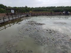 -大湾区中央湿地公园