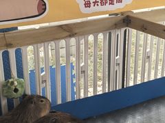 -廊坊固安福朋喜来登酒店