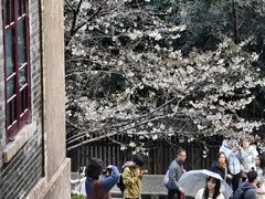 -武汉大学-樱园