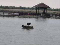 -南大港湿地风景区
