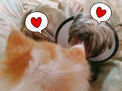 -Pets First伊珊娜洗护·精致美容·家庭式寄养(新会路店)