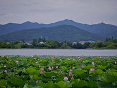 -长田漾湿地公园