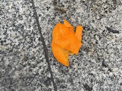 -红荔村肠粉(贝丽店)