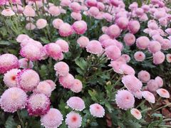 -杭州植物园