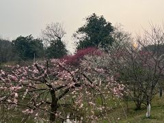 -杭州植物园