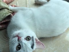 -lincat·猫舍(广州店)