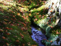 -西芳寺(苔寺)