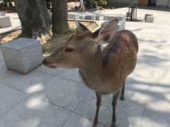 -奈良公园