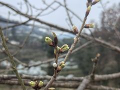 -樱桃山旅游景区