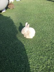 -萌宠亲子动物乐园(槐房万达店)