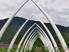 -紫云台香草园