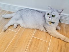 -李小姐の猫咖啡馆(五角场店)