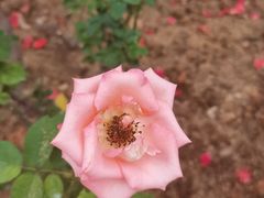 -香蜜公园