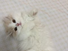 -欣宠猫屋·矮脚拿破仑·蓝金金渐层